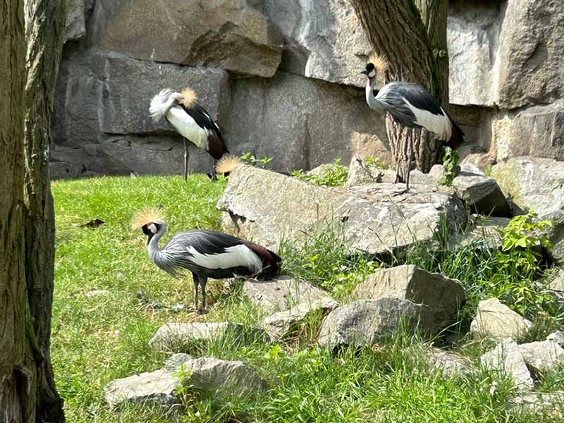 WKK31 im Tierpark