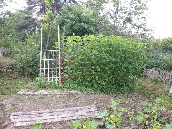 01s schulgarten